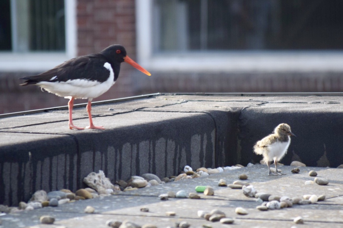Natuur op school: jonge scholeksters op het dak