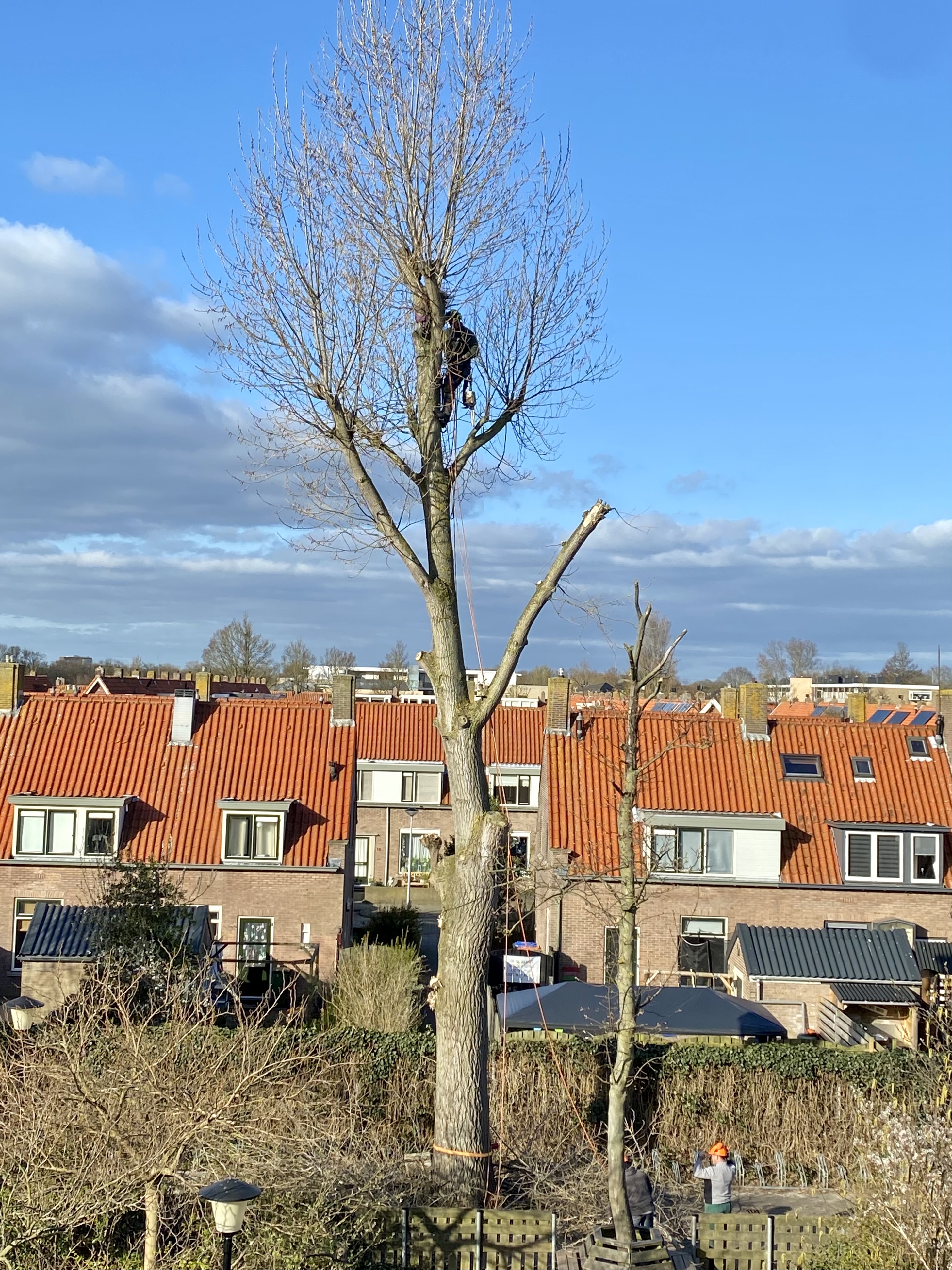 Populier op schoolplein gekapt