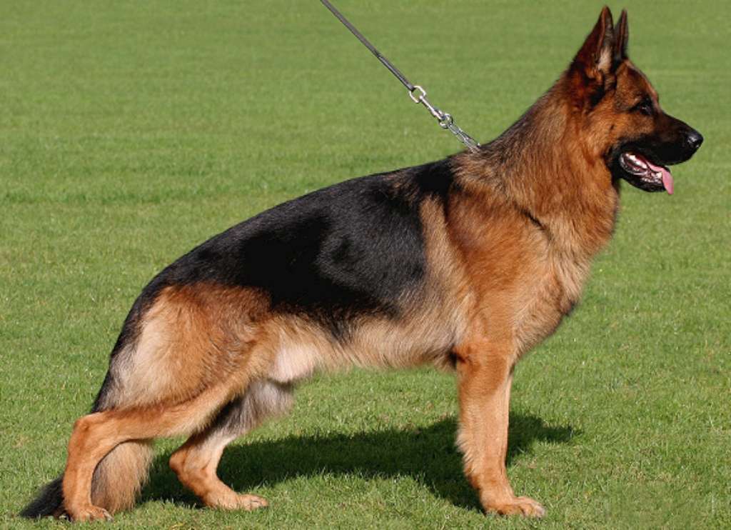 Honden op het schoolplein 