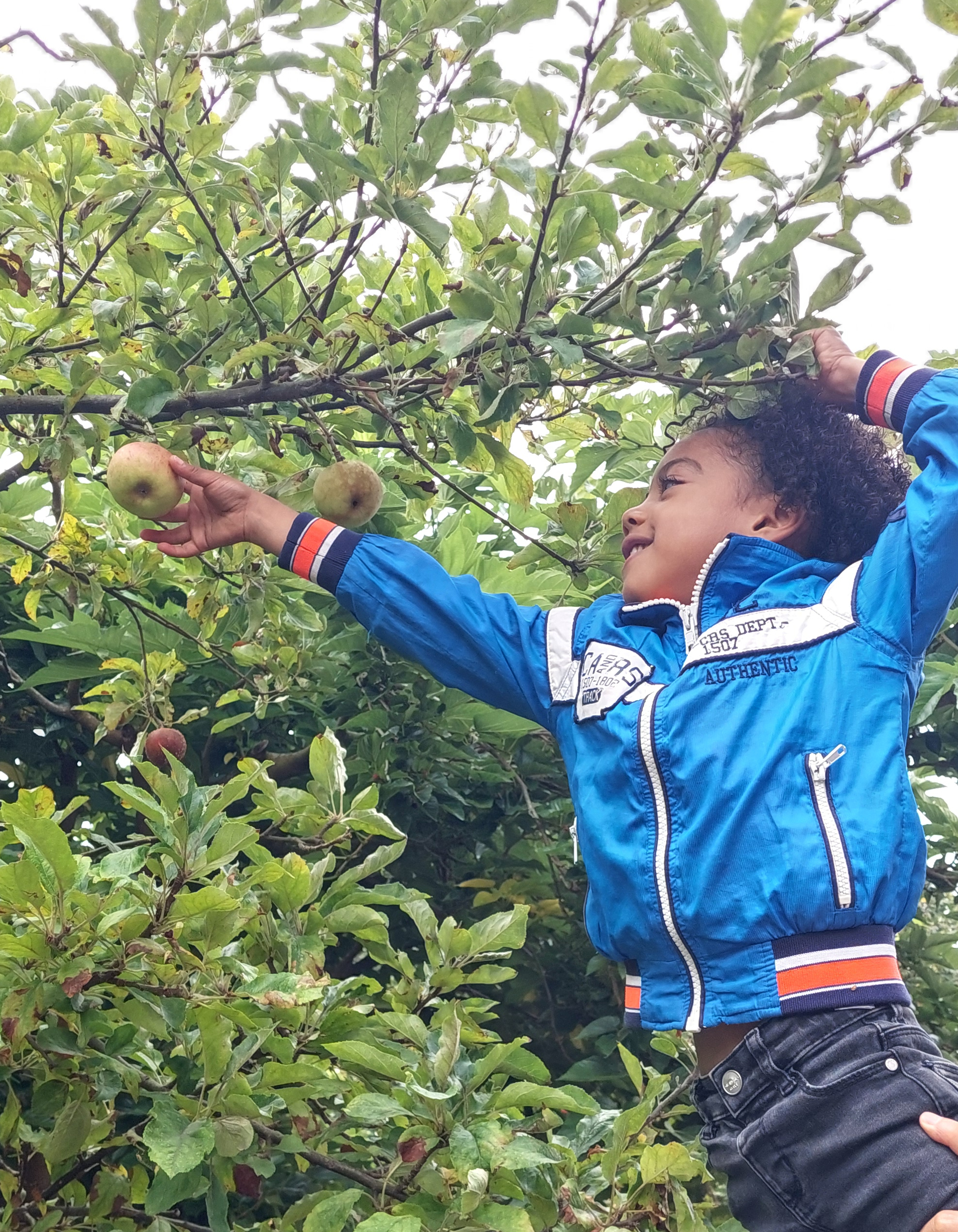 Appeloogst uit eigen tuin